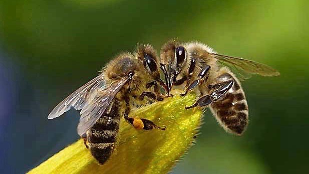 Groene groeier Triboo lanceert Bee in balance