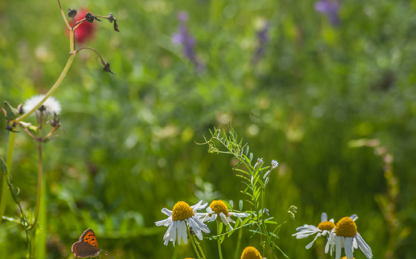 Stappenplan 'Aan de slag met biodiversiteit op je bedrijventerrein'