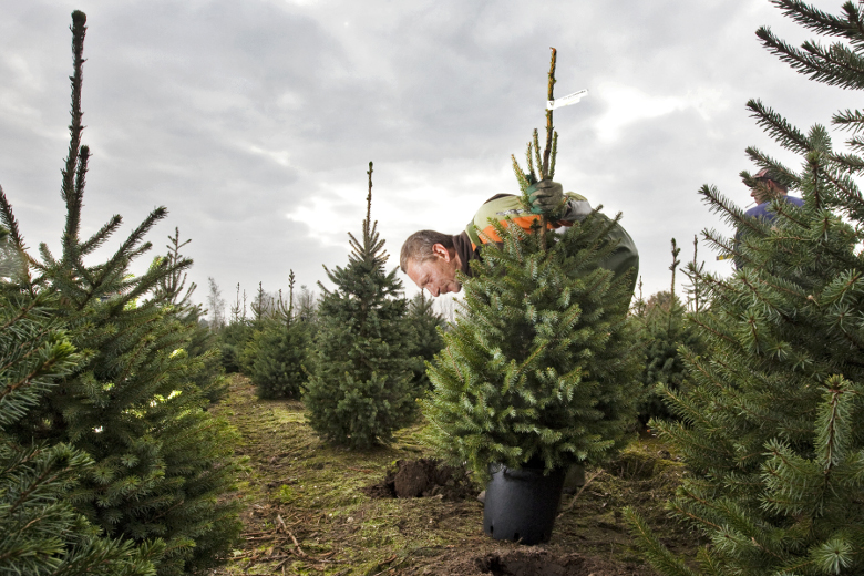 Vrede op aarde of meer winst? Dit wensen ondernemers voor kerst