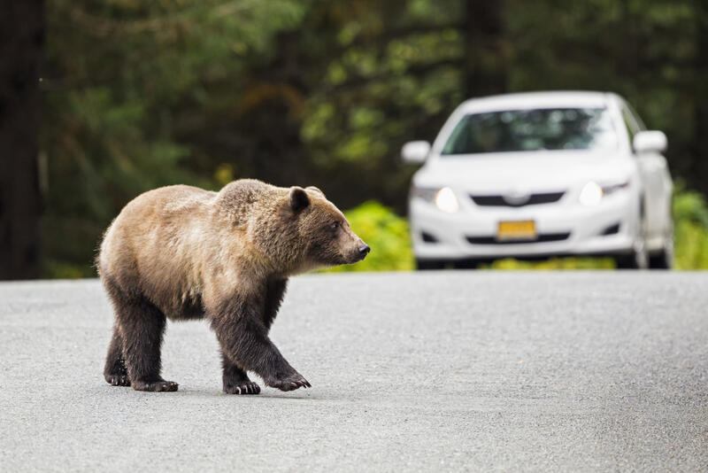 Zó tackle je beren op de weg naar verduurzaming