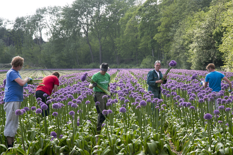 Flexwerk of vast contract: als ondernemers kunnen kiezen geven ze…