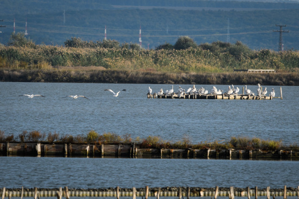 Europese Commissie doet forse schep bovenop natuur- en milieuwetgeving