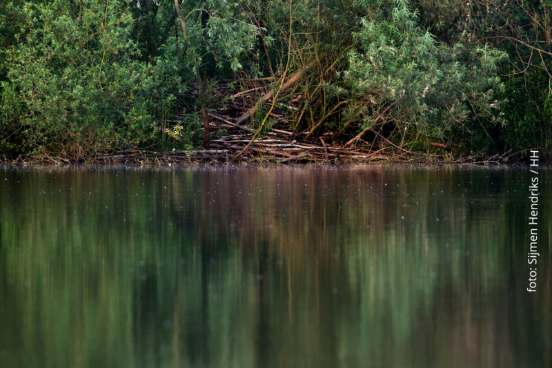 Stikstofbeleid, natuurbeleid en biodiversiteit