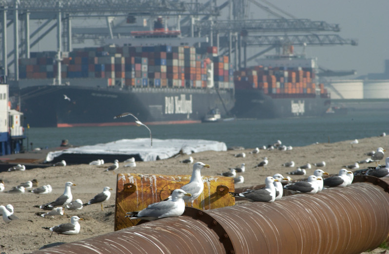 Meeuwenoverlast: zo pakken ondernemers in haven Rotterdam dat aan