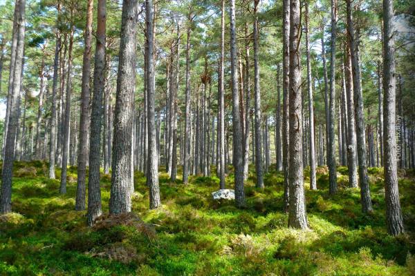 Veel weerstand tegen Europese natuurherstelwet