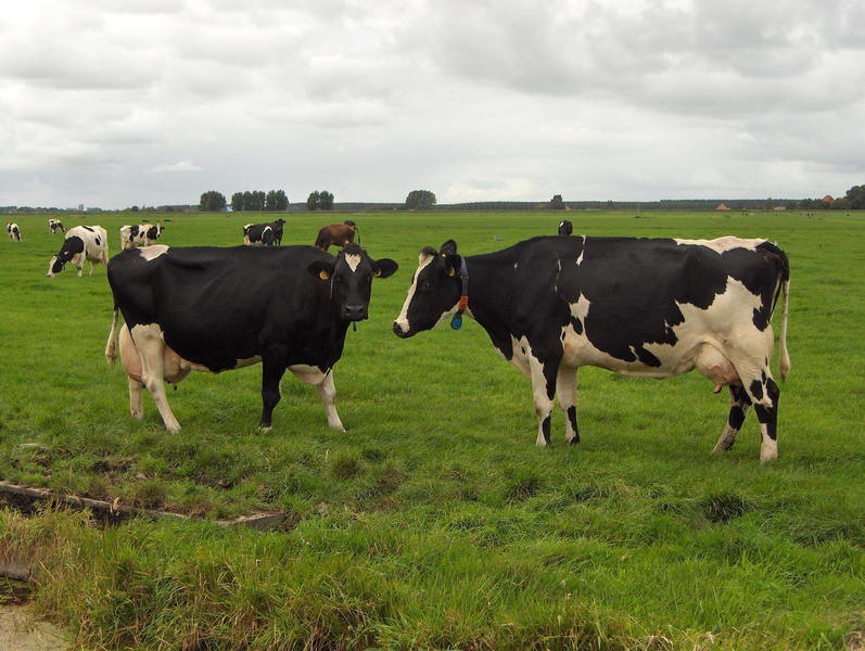 Groene Groeiers presenteren 14 innovaties voor aanpak stikstof