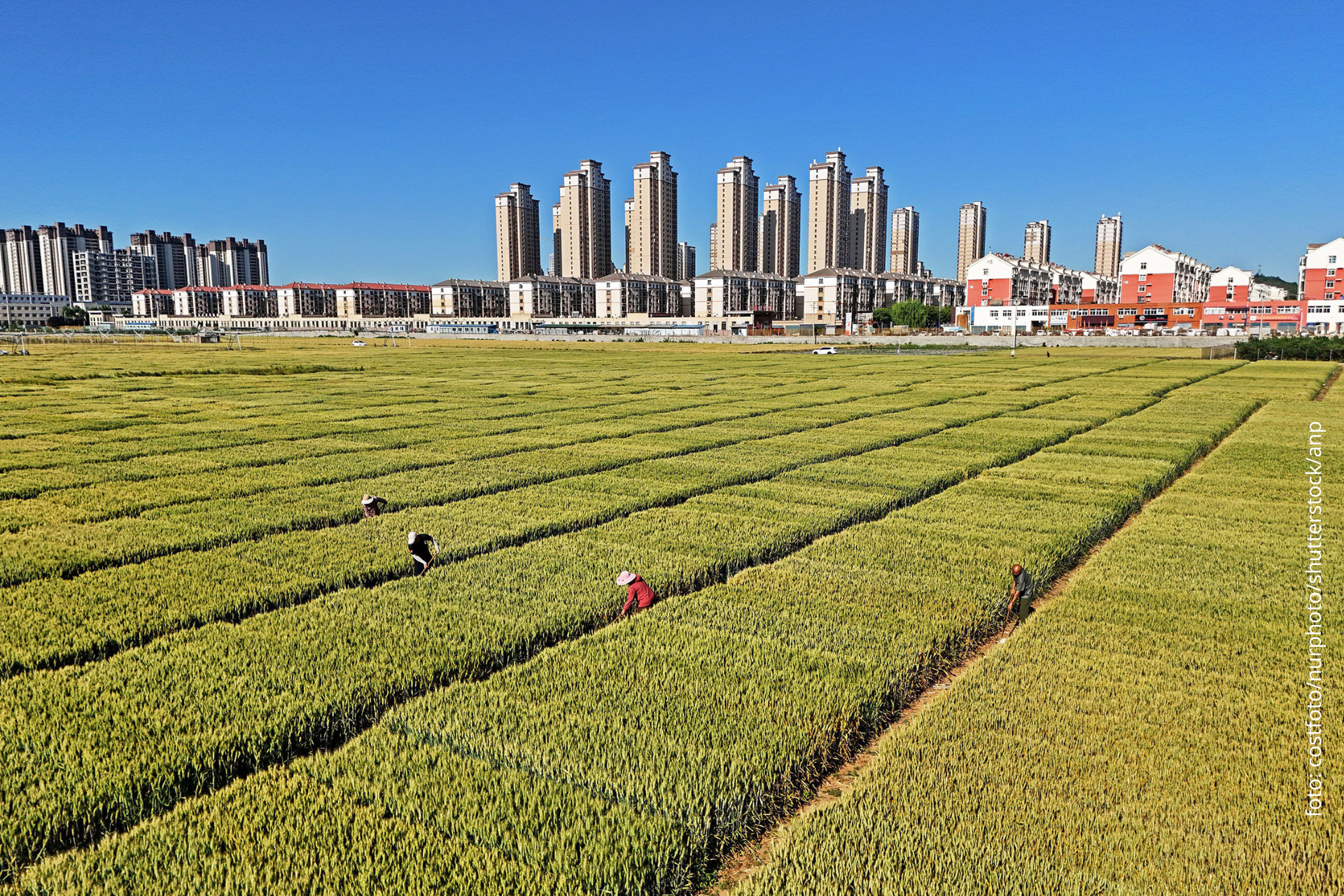 De race om nieuwe plantenrassen